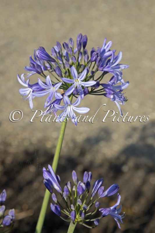 Agapanthus ‘Rolyn’ (PRETTY ROLYN)
