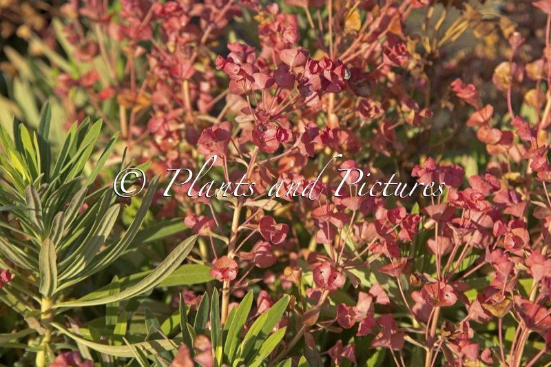 Euphorbia ‘Galaxy Glow’