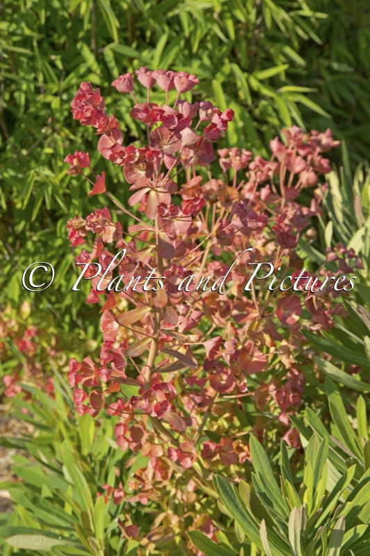 Euphorbia ‘Galaxy Glow’