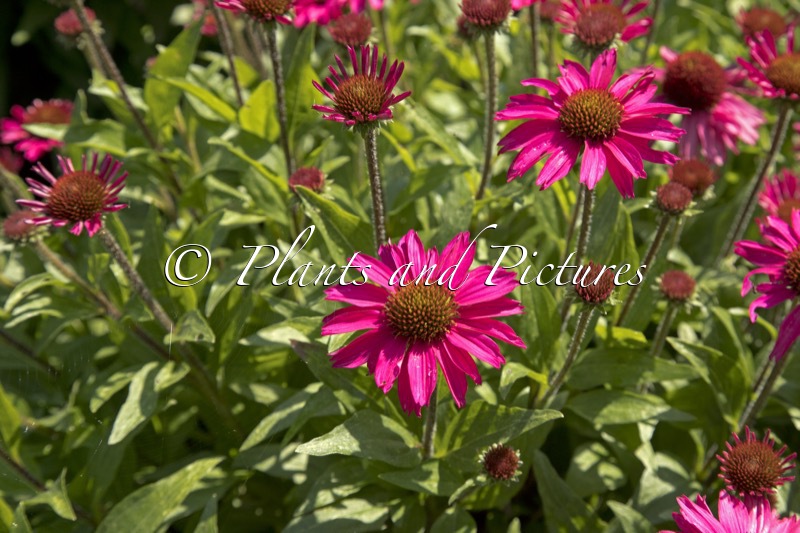 Echinacea ‘Noecseven’ (PICKUP PINK)