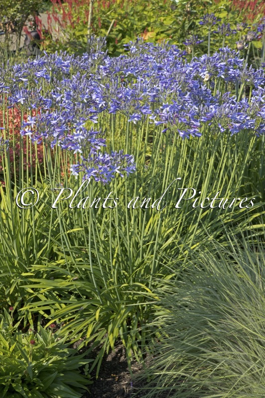 Agapanthus ‘Appy’ (HAPPY BLUE)
