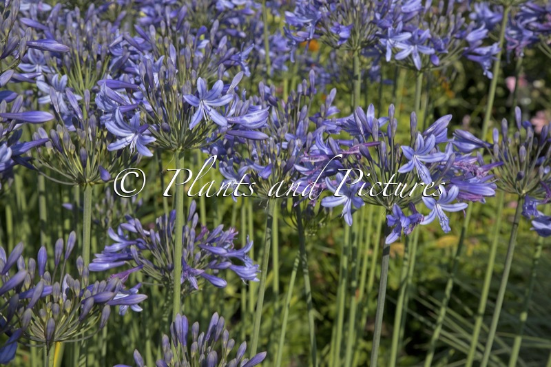 Agapanthus ‘Appy’ (HAPPY BLUE)