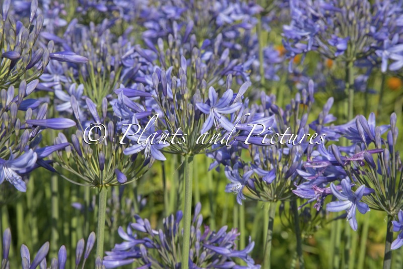 Agapanthus ‘Appy’ (HAPPY BLUE)