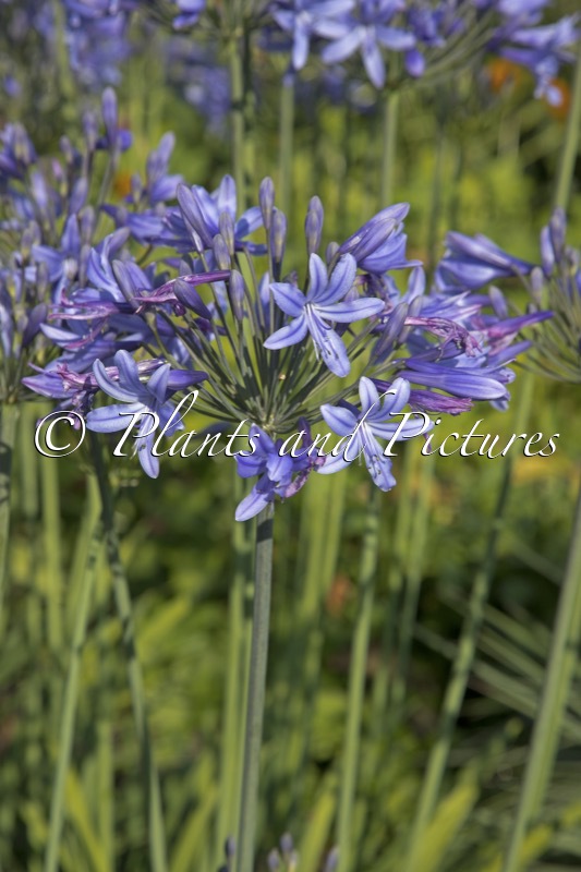 Agapanthus ‘Appy’ (HAPPY BLUE)
