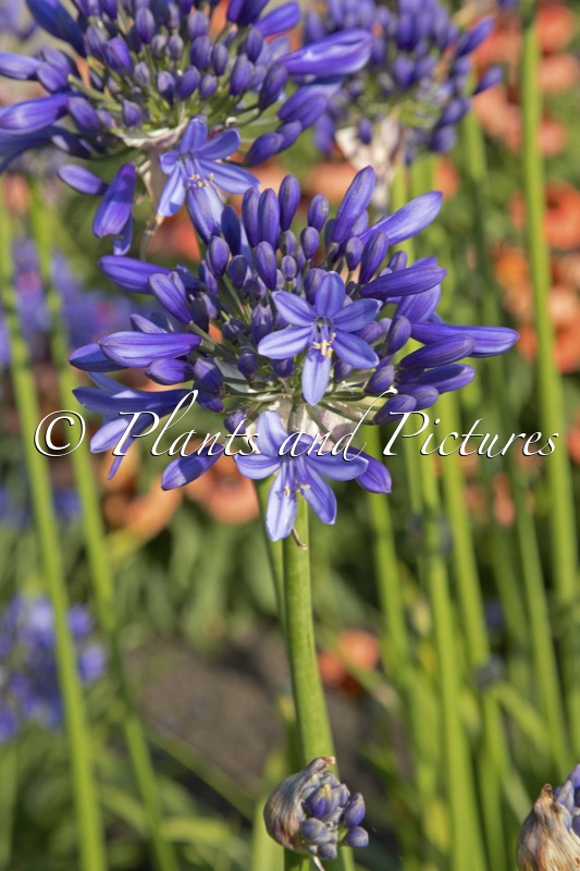Agapanthus ‘Heidy’ (PRETTY HEIDY)
