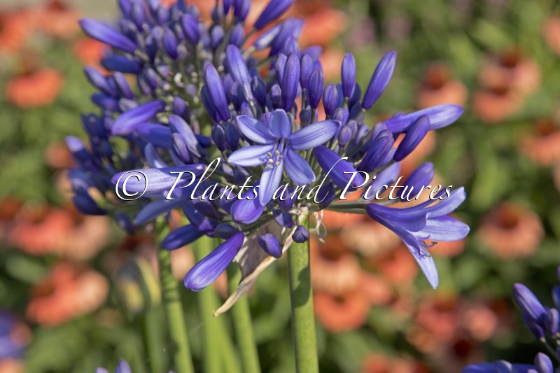 Agapanthus ‘Heidy’ (PRETTY HEIDY)