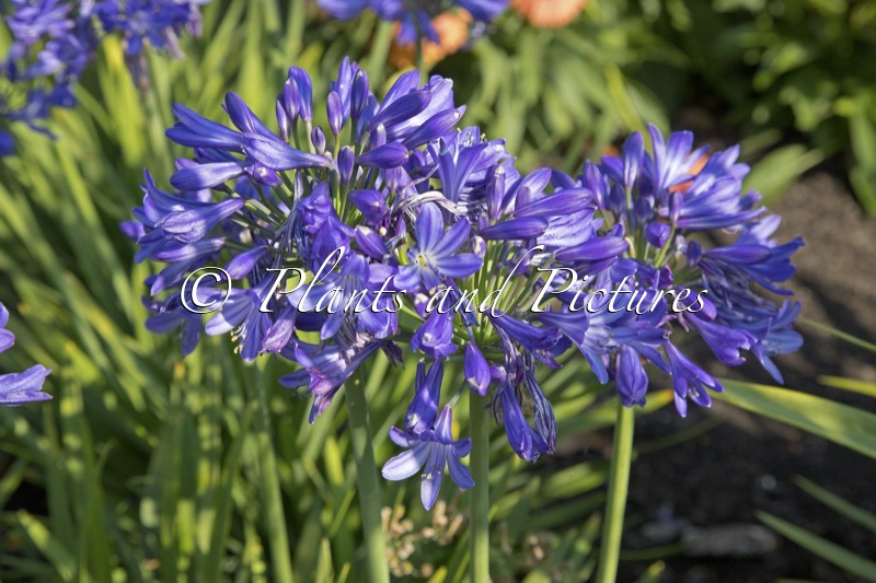 Agapanthus ‘ZW12’ (AZURRO)