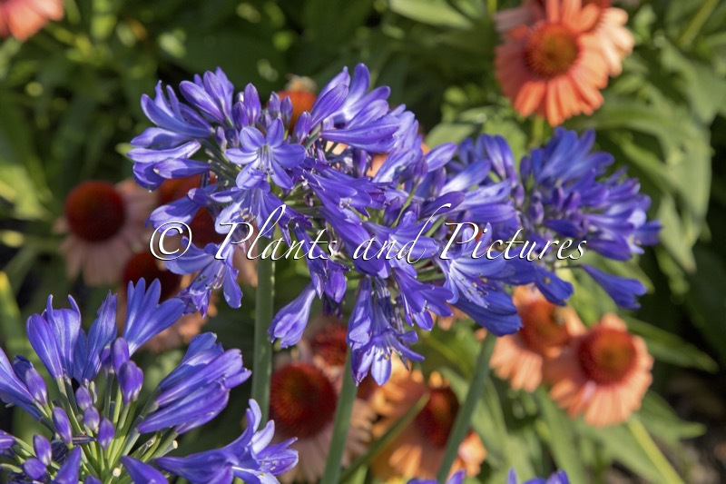 Agapanthus ‘ZW12’ (AZURRO)