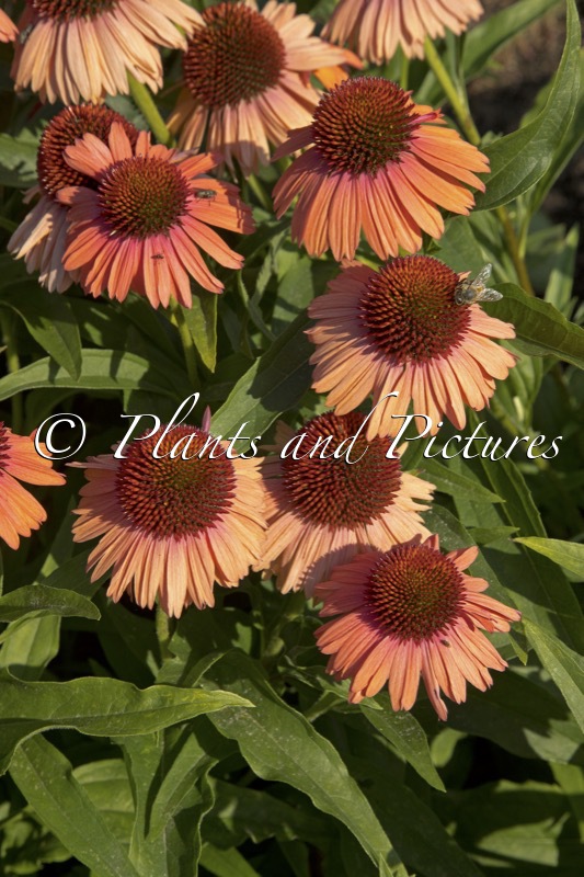 Echinacea ‘MVNE177’ (MEDITATION ORANGE)