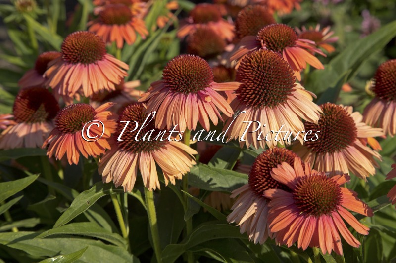 Echinacea ‘MVNE177’ (MEDITATION ORANGE)