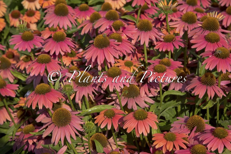 Echinacea ‘MVNE1502’ (SENSATION CORAL)