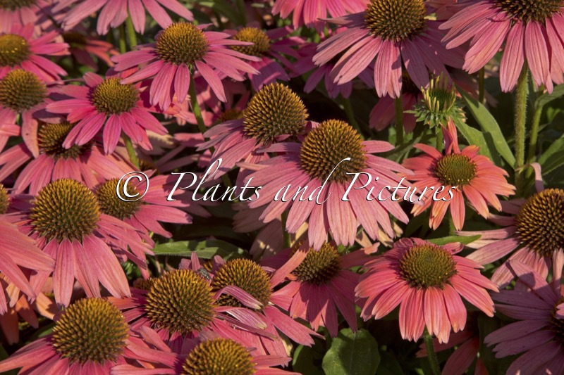 Echinacea ‘MVNE1502’ (SENSATION CORAL)