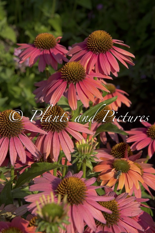 Echinacea ‘MVNE1502’ (SENSATION CORAL)