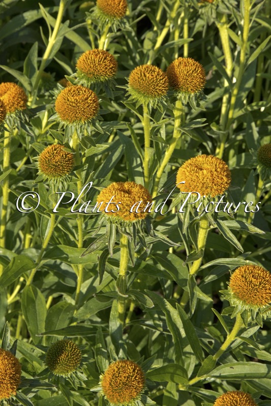 Echinacea ‘Noecsix’ (DRUMSTICK YELLOW)