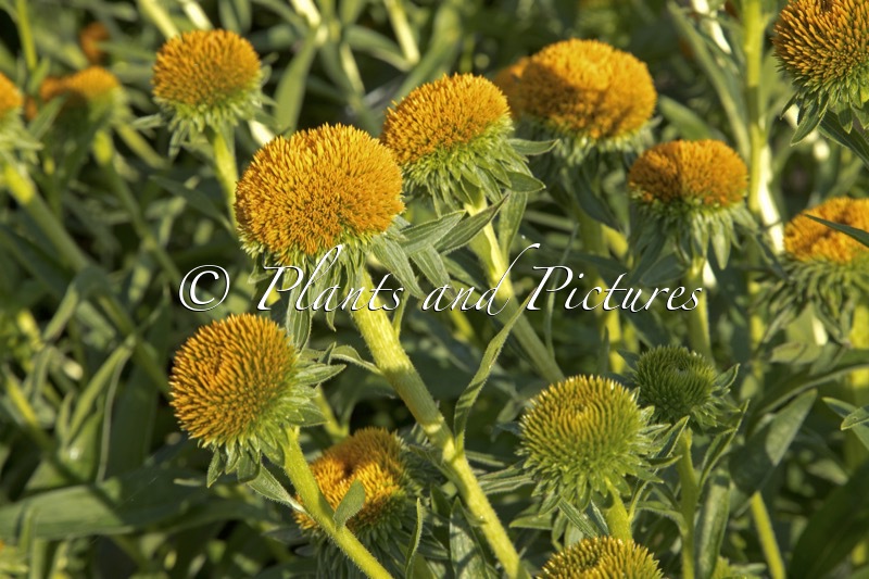 Echinacea ‘Noecsix’ (DRUMSTICK YELLOW)