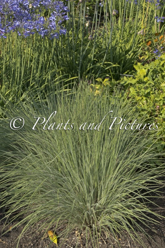 Schizachyrium scoparium ‘Ha Ha Tonka’
