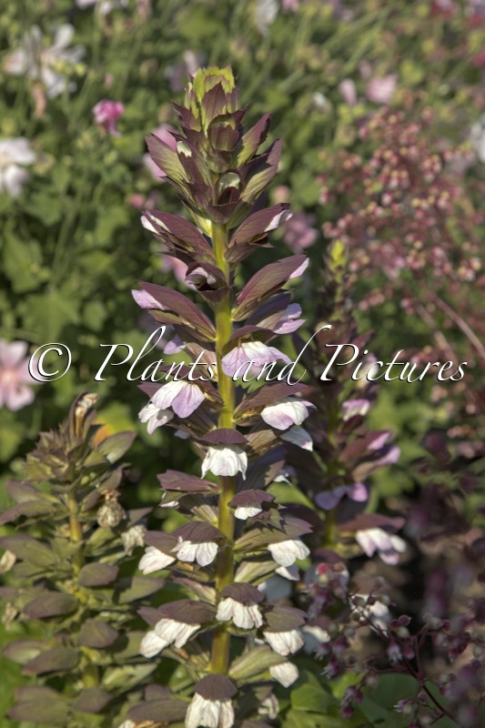 Acanthus mollis ‘Heutinck’