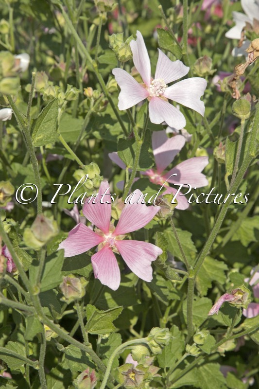 Lavatera ‘Duet’