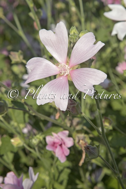 Lavatera ‘Duet’