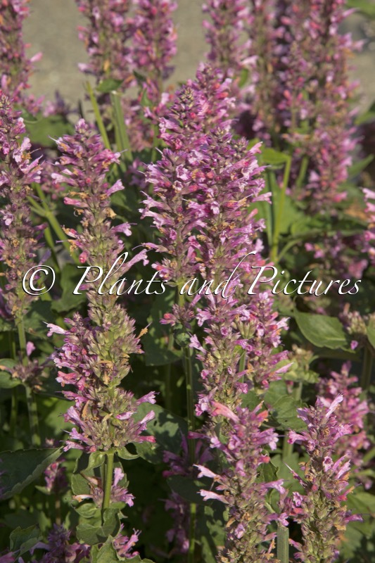 Agastache ‘Danish D’ (DANISH DELIGHT)