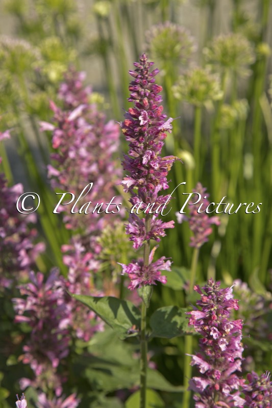 Agastache ‘Danish D’ (DANISH DELIGHT)