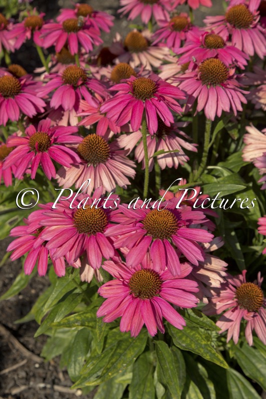 Echinacea ‘MVNE172’ (MEDITATION CHERRY)