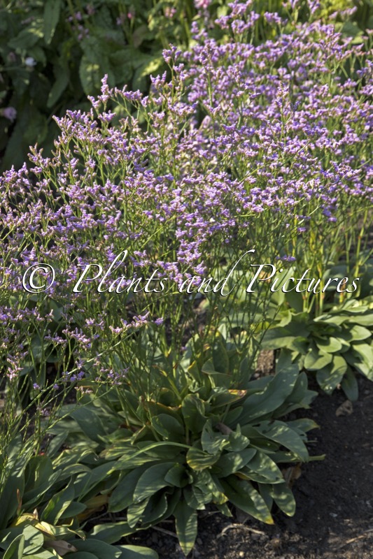 Limonium gmelinii ‘STE10’ (DAZZLE ROCKS)