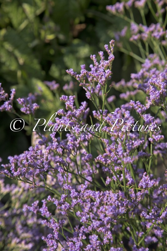 Limonium gmelinii ‘STE10’ (DAZZLE ROCKS)