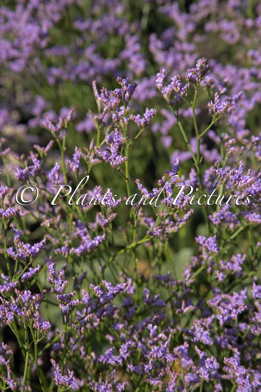 Limonium gmelinii ‘STE10’ (DAZZLE ROCKS)