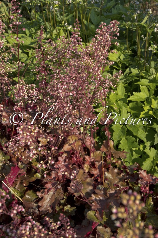 Heuchera ‘Rex Fire’