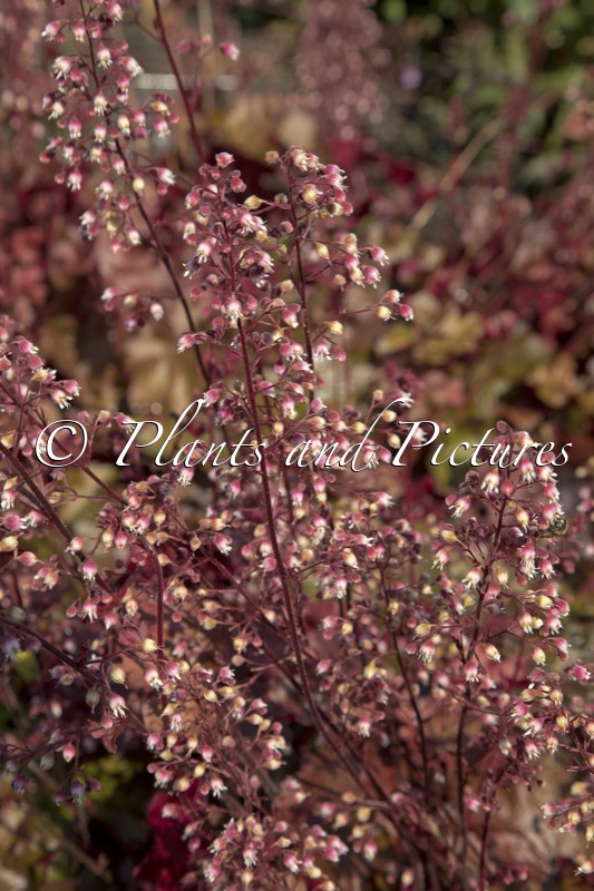 Heuchera ‘Rex Fire’