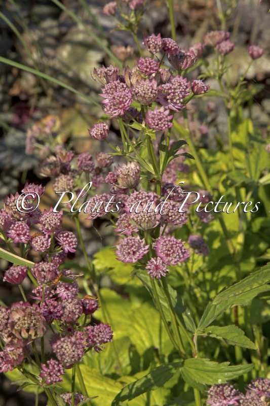 Astrantia major ‘Noastwo’ (CERISE BUTTON)