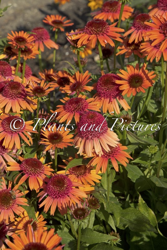 Echinacea ‘Carrot489’ (CARROT CAKE)