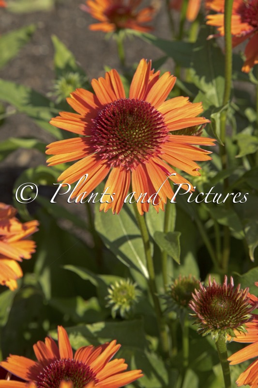Echinacea ‘Carrot489’ (CARROT CAKE)