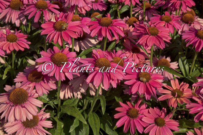 Echinacea ‘MVNE172’ (MEDITATION CHERRY)