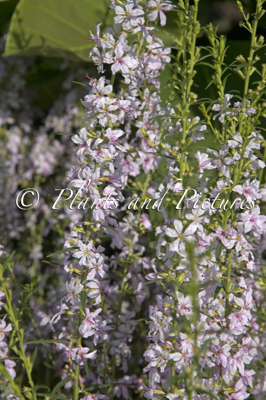 Lythrum virginicum ‘Joy’