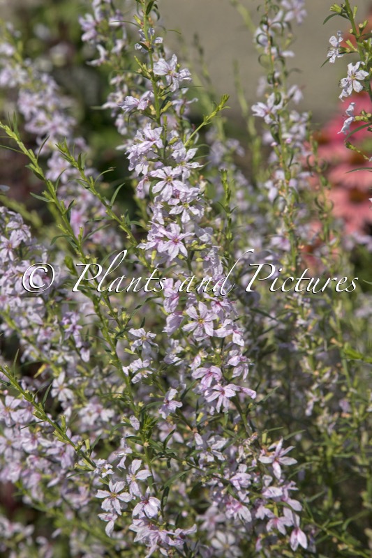 Lythrum virginicum ‘Joy’