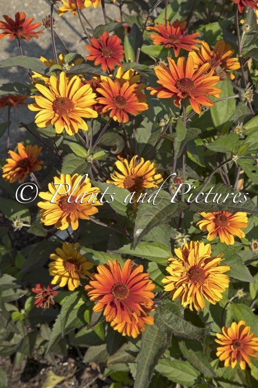 Heliopsis helianthoides ‘Fire Twister’