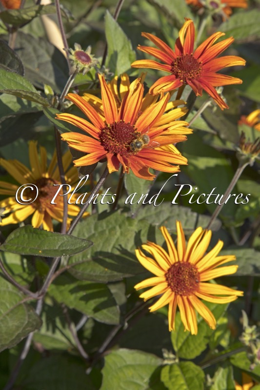 Heliopsis helianthoides ‘Fire Twister’