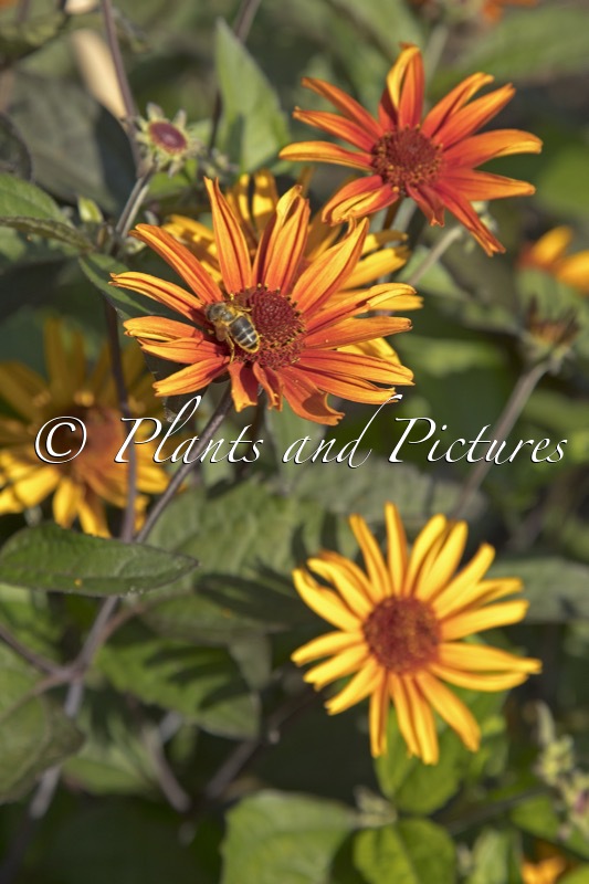 Heliopsis helianthoides ‘Fire Twister’