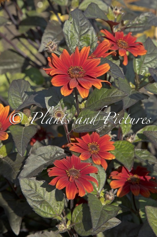 Heliopsis helianthoides ‘Bleeding Hearts’