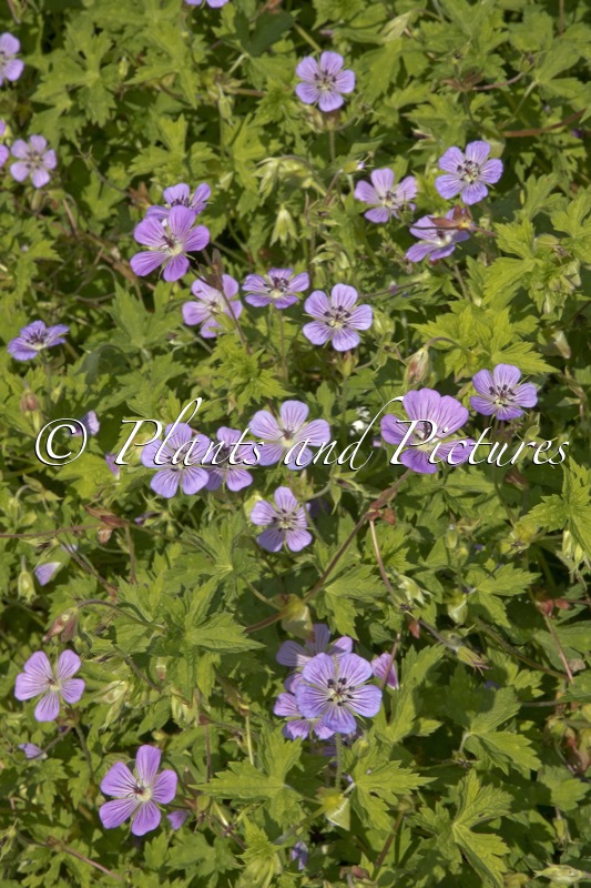 Geranium wallichianum ‘Bocoalsbl’ (JOY)