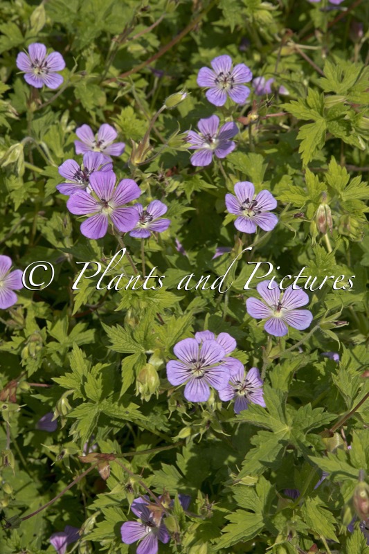 Geranium wallichianum ‘Bocoalsbl’ (JOY)