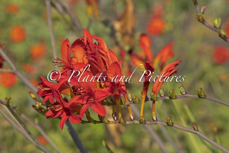 Crocosmia ‘CR21’ (CROWING ROOSTER)