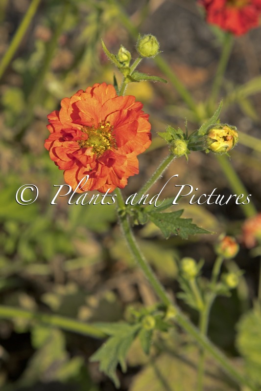 Geum ‘Stocrgeu’ (FIERY RED)