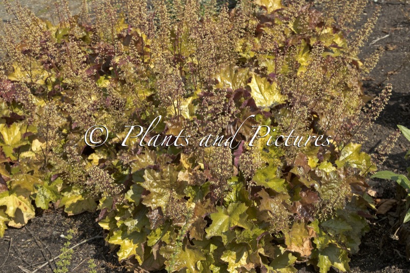Heuchera villosa ‘MS2020’ (MAPLE SYRUP)