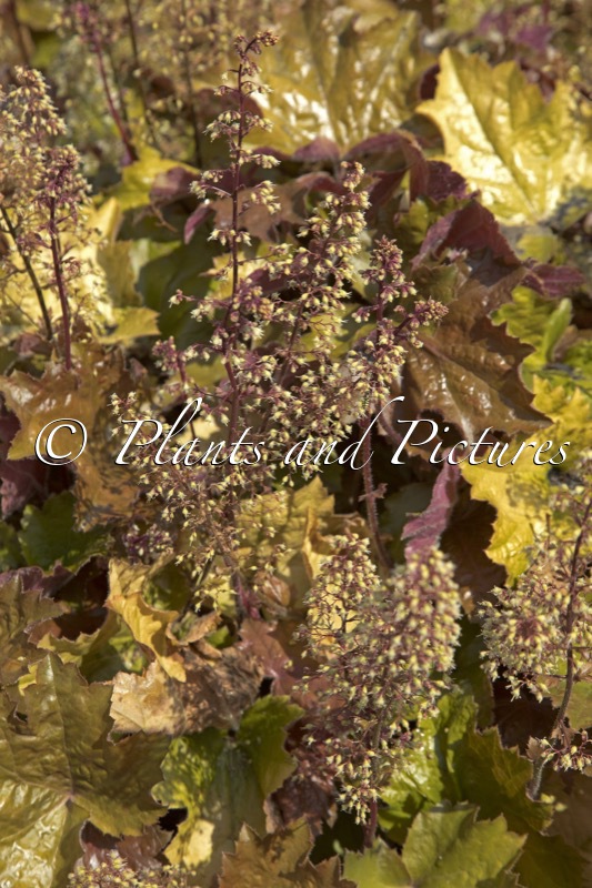 Heuchera villosa ‘MS2020’ (MAPLE SYRUP)