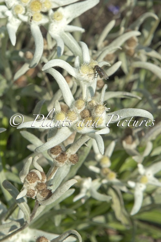 Leontopodium alpinum ‘Berghman’ (BLOSSOM OF SNOW)