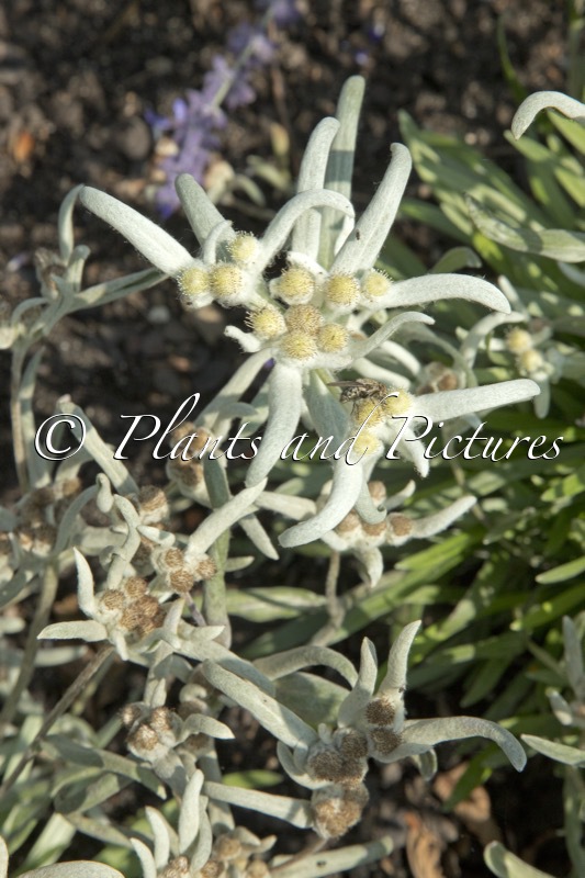 Leontopodium alpinum ‘Berghman’ (BLOSSOM OF SNOW)
