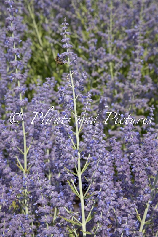 Perovskia atriplicifolia ‘Blue Jean Baby’